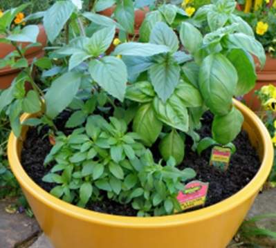 Herbs in yellow container